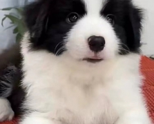 邊境牧羊犬